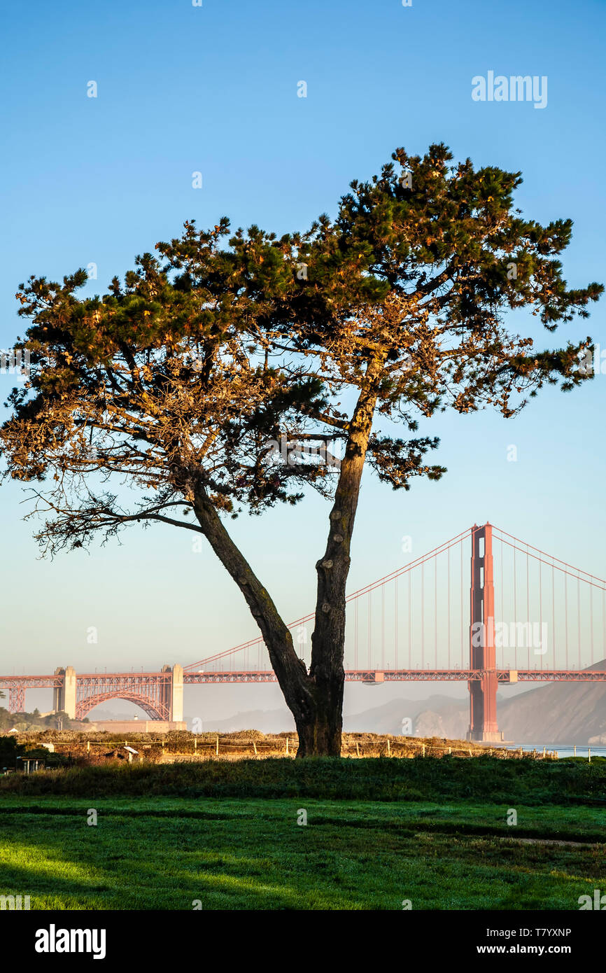 Albero (in Crissy Field) e il Golden Gate Bridge di San Francisco, California USA Foto Stock