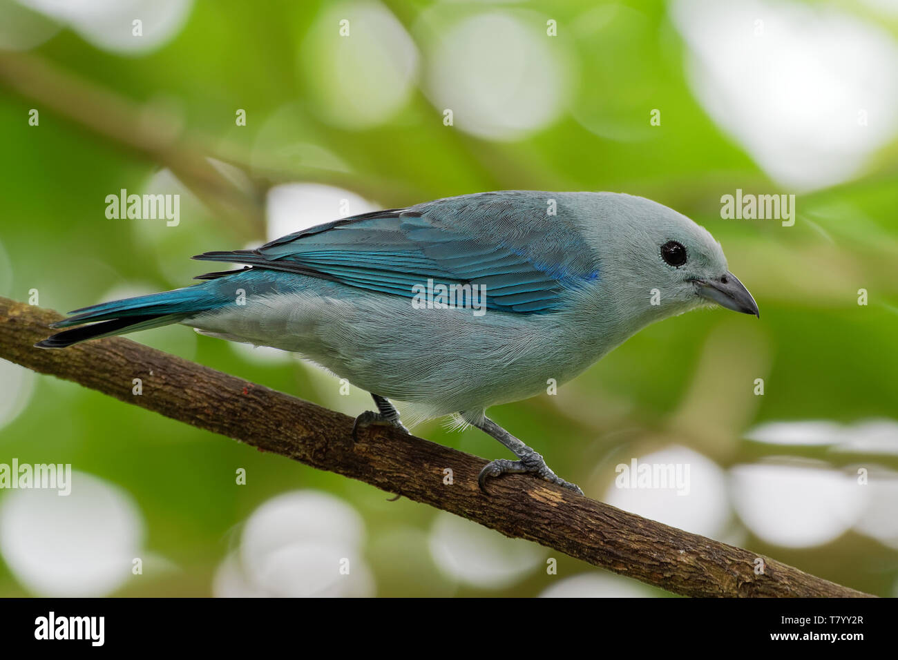 Colore grigio-blu Tanager - Tangara episcopus di medie dimensioni Sud Americana songbird della famiglia tanager, Thraupidae, gamma è dal Messico sud a nord-est Foto Stock