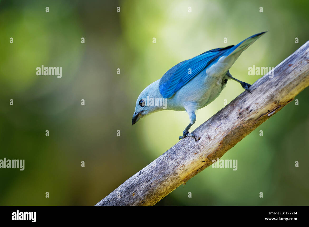 Colore grigio-blu Tanager - Tangara episcopus di medie dimensioni Sud Americana songbird della famiglia tanager, Thraupidae, gamma è dal Messico sud a nord-est Foto Stock