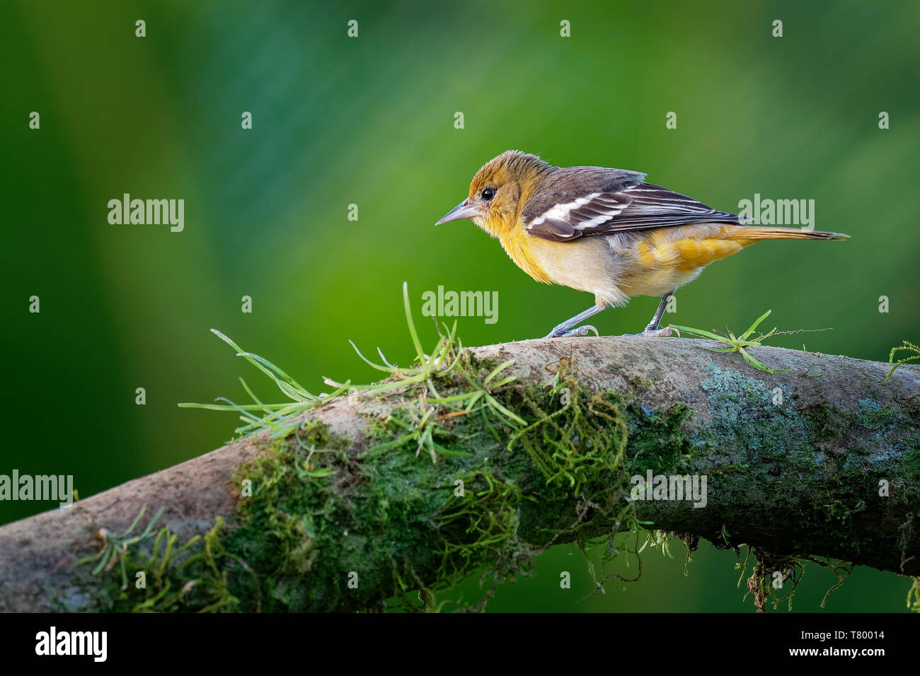 Baltimore Rigogolo - Icterus galbula è un piccolo icterid blackbird comune nel Nord America orientale come un allevamento migratori bird. Arancione, giallo e bianco e nero Foto Stock