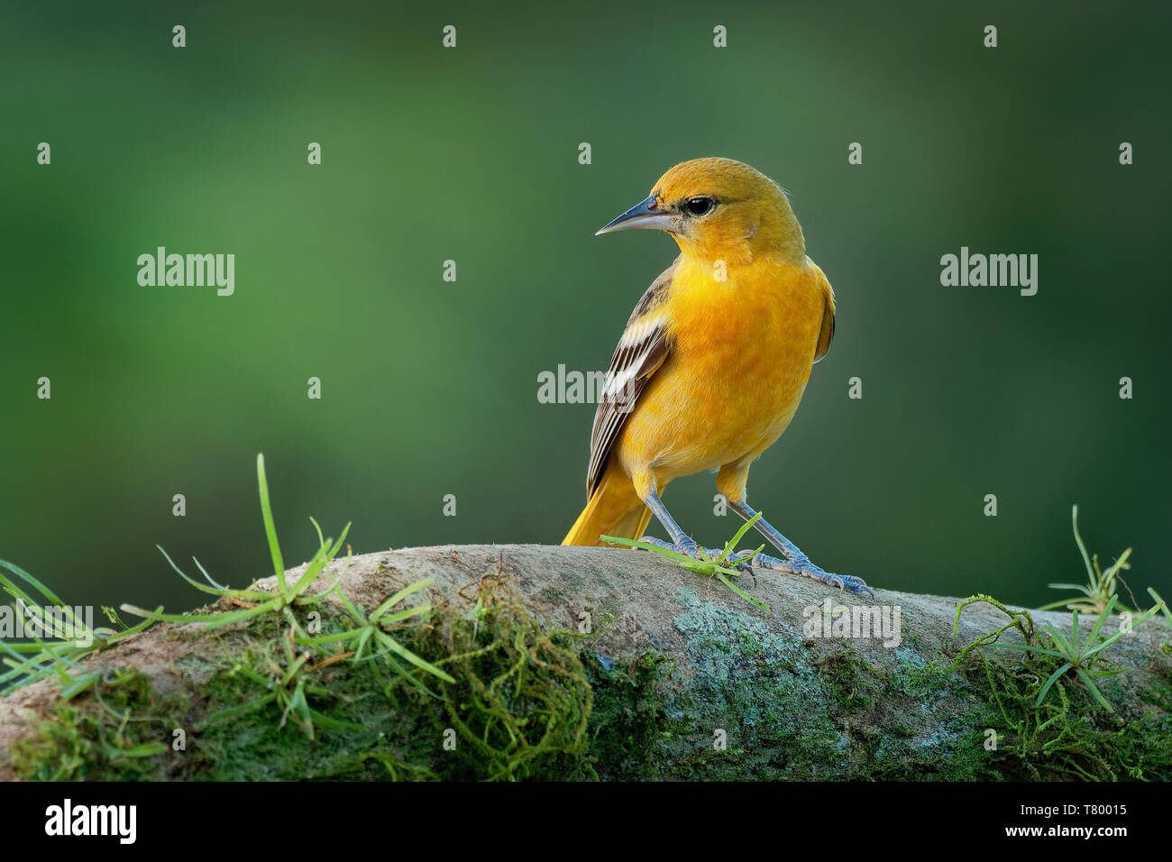 Baltimore Rigogolo - Icterus galbula è un piccolo icterid blackbird comune nel Nord America orientale come un allevamento migratori bird. Arancione, giallo e bianco e nero Foto Stock