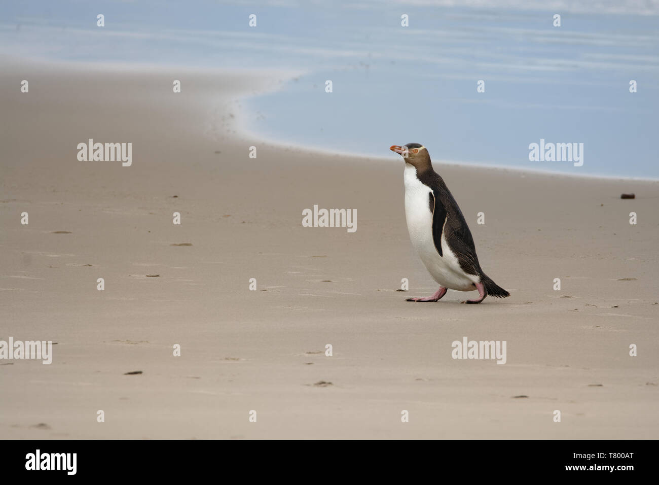 Giallo-eyed penguin - hoiho - Megadyptes antipodes, razze lungo la parte orientale e sud-est delle coste dell'Isola del Sud della Nuova Zelanda, Stewart Foto Stock