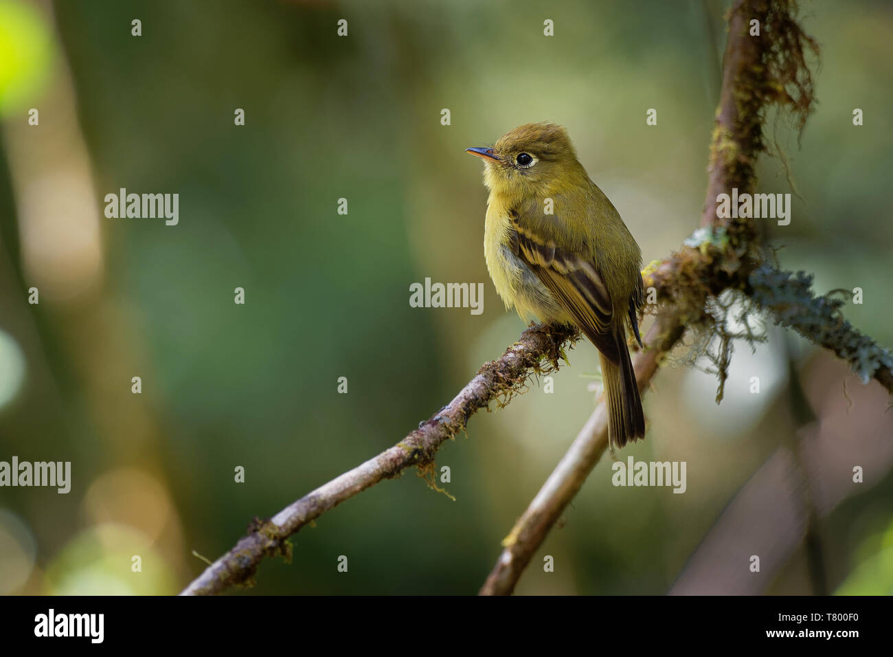 Empidonax Flavescens Immagini E Fotografie Stock Ad Alta Risoluzione empidonax-flavescens-immagini-e-fotografie-stock-ad-alta-risoluzione