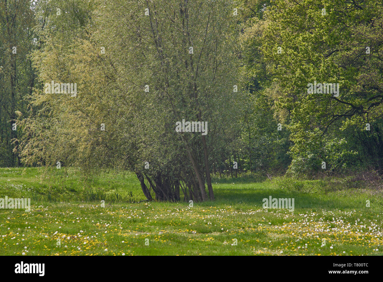Germogliando gli alberi di salice Foto Stock