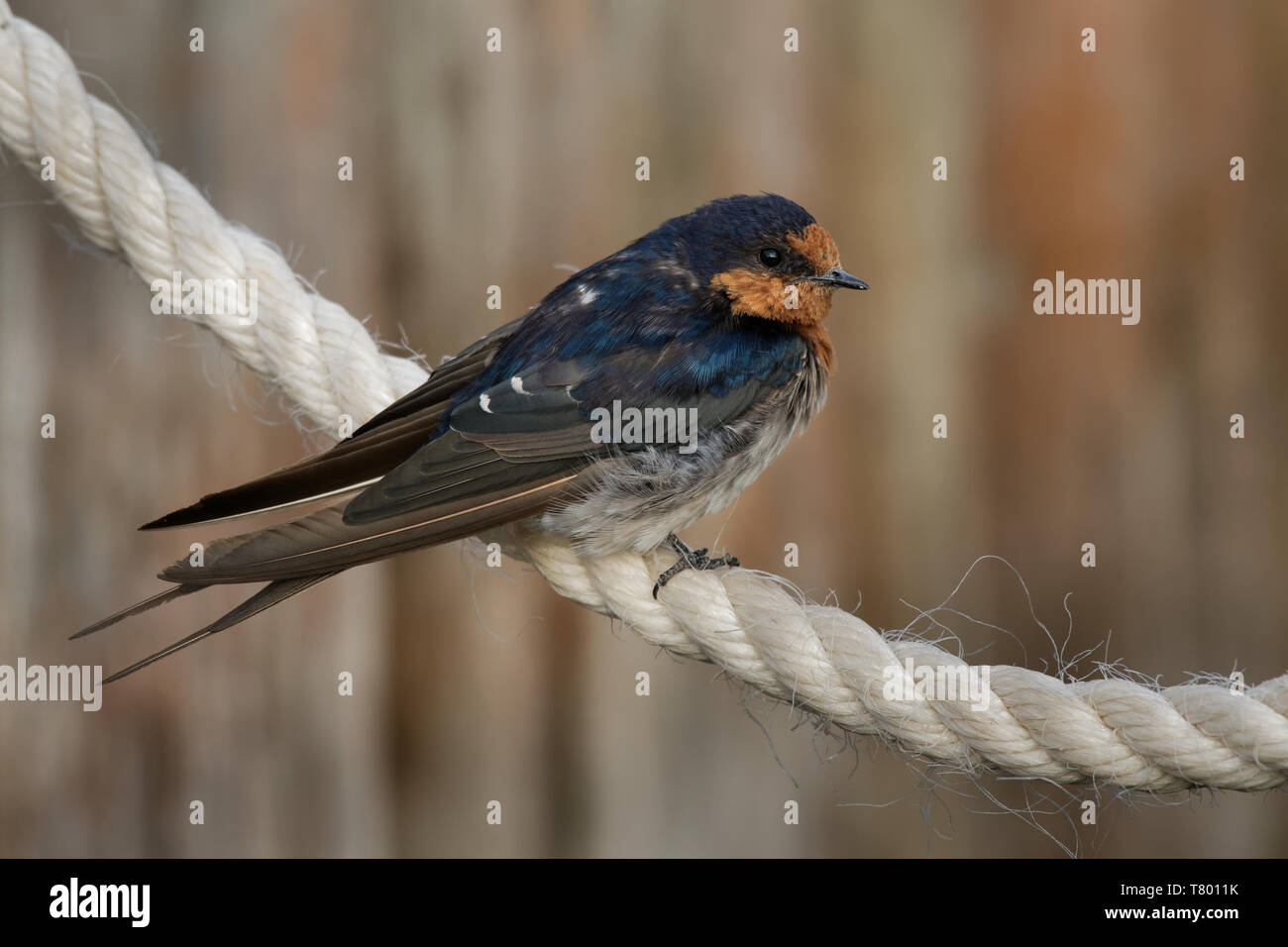 Benvenuti swallow - Hirundo neoxena - in maori warou, specie indigene in Australia e le isole vicine, self-introdotto in Nuova Zelanda, molto simile a Foto Stock