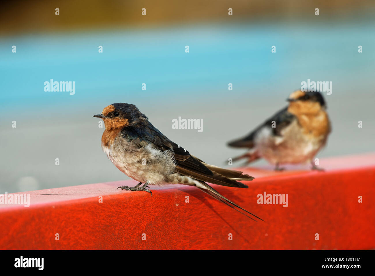 Benvenuti swallow - Hirundo neoxena - in maori warou, specie indigene in Australia e le isole vicine, self-introdotto in Nuova Zelanda, molto simile a Foto Stock