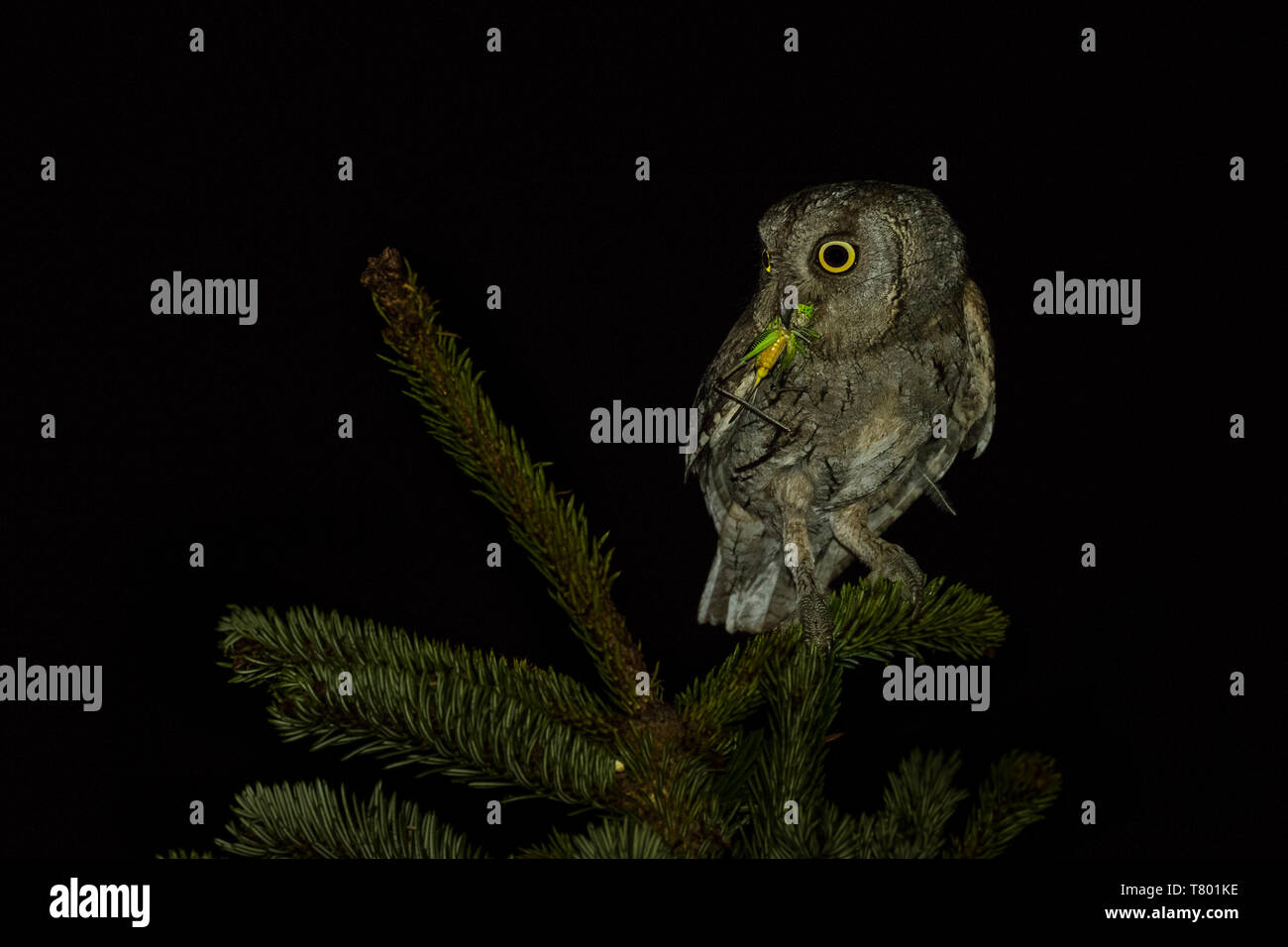 Scops-Owl europea (Otus scops) appollaiato su un ramo di abete rosso con catturato grasshopper di notte. Foto Stock