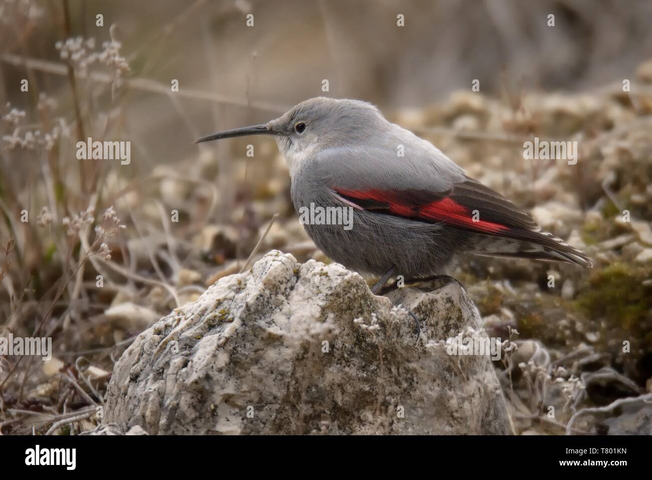 Il picchio muraiolo (Tichodroma muraria) seduti sulla roccia in Repubblica Ceca. Foto Stock