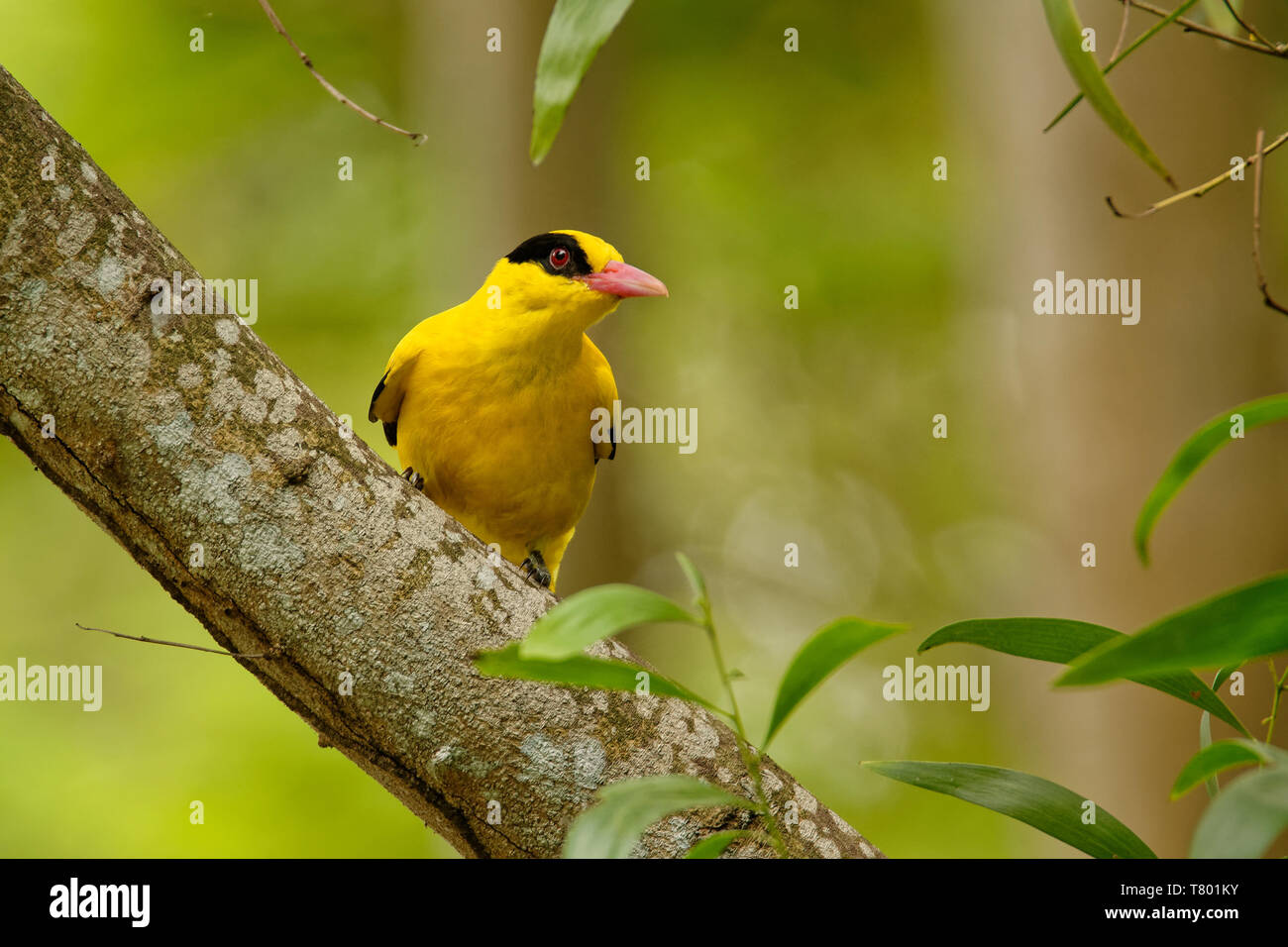 Nero-naped rigogolo - Oriolus chinensis passerine bird in il rigogolo famiglia che si trova in molte parti dell'Asia - Siberia, Ussuriland, Cina, Corea, Foto Stock