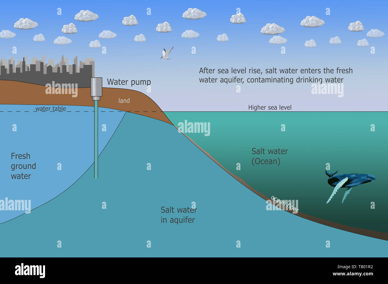 Intrusione salina, maggiore livello del mare, il cambiamento climatico, illustrazione Foto Stock