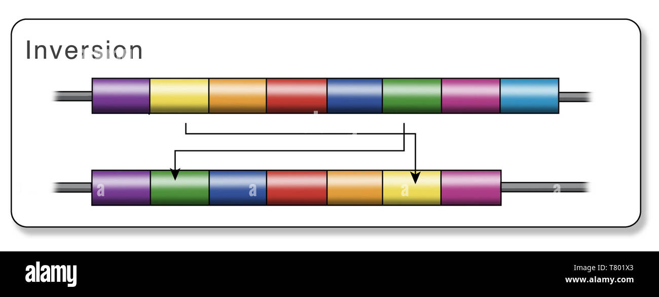 Inversione del gene, illustrazione Foto Stock