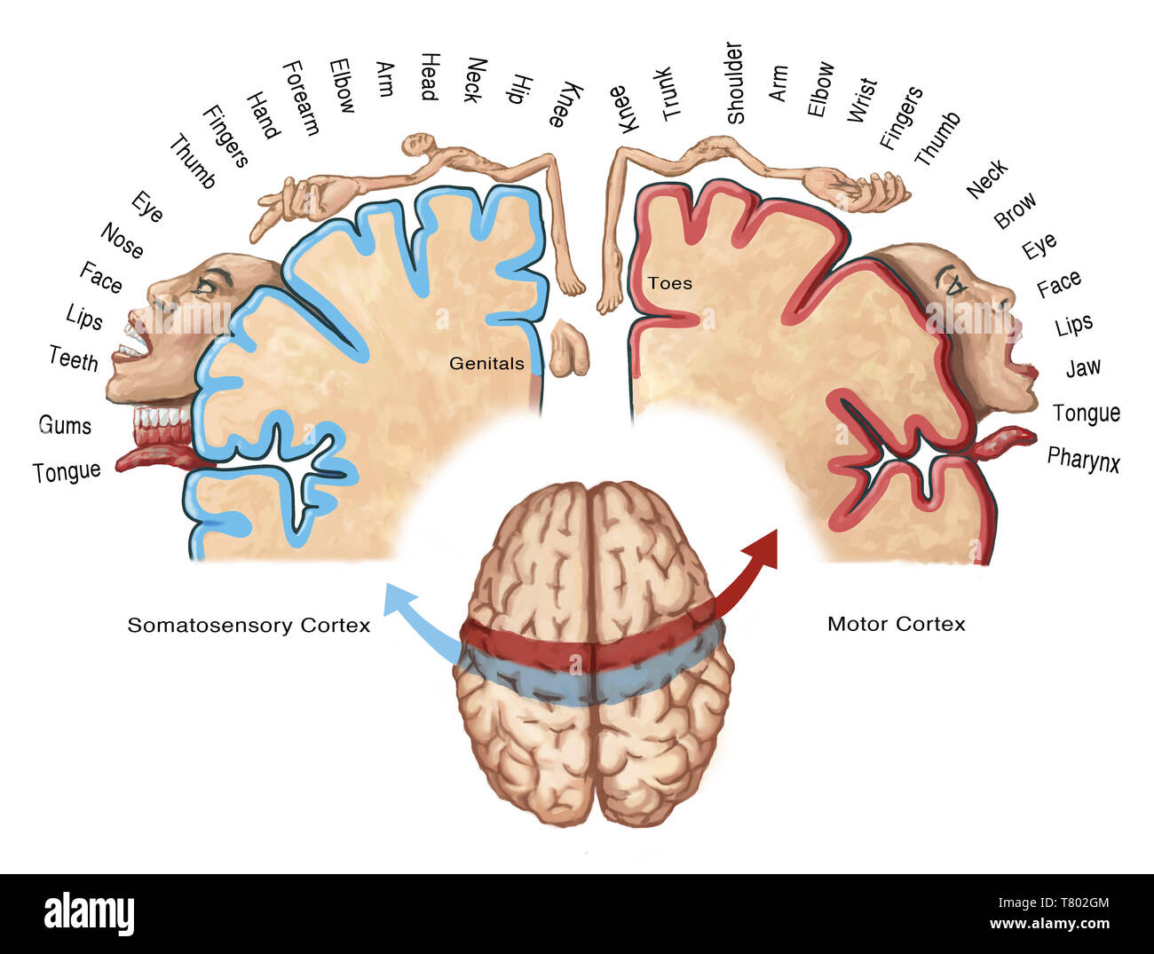 Homunculus corticale illustrazione Foto Stock