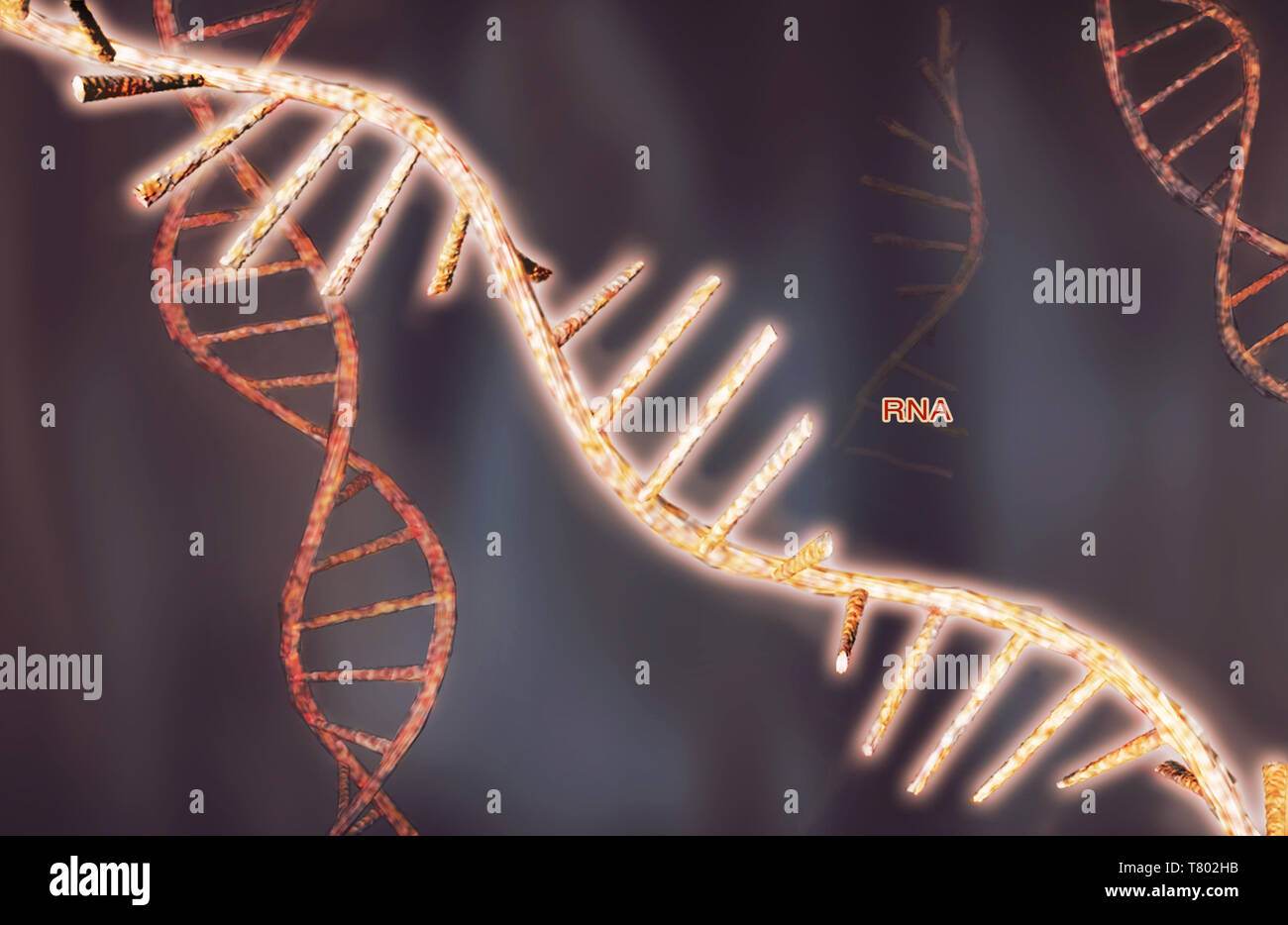 RNA, illustrazione Foto Stock