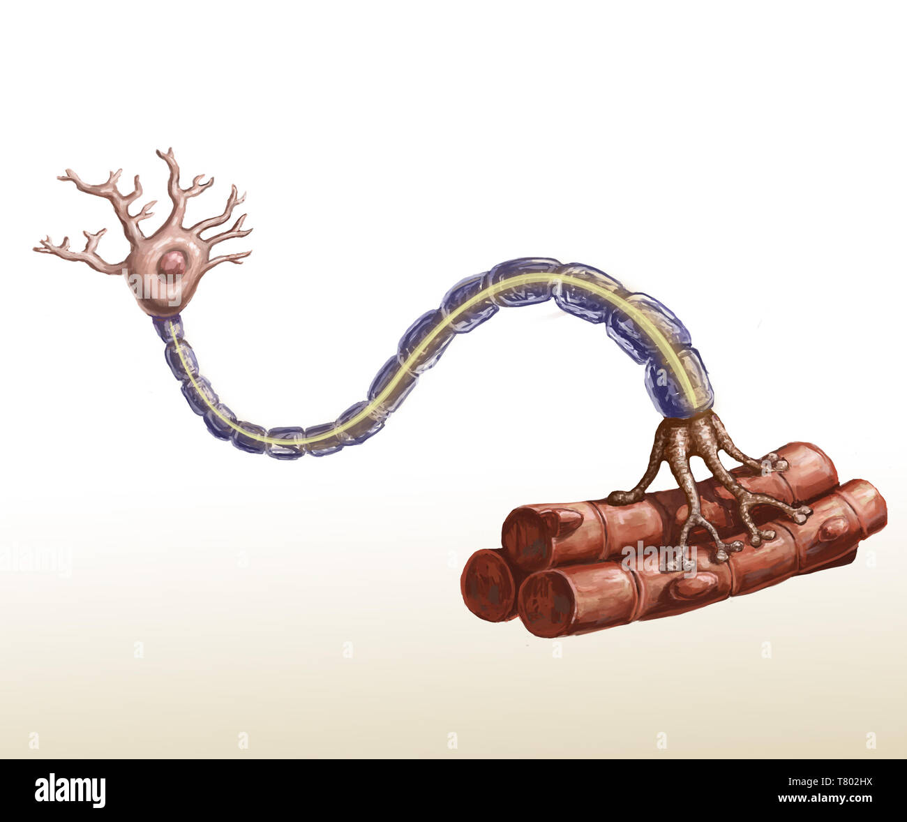 Del motoneurone e fibra muscolare illustrazione Foto Stock