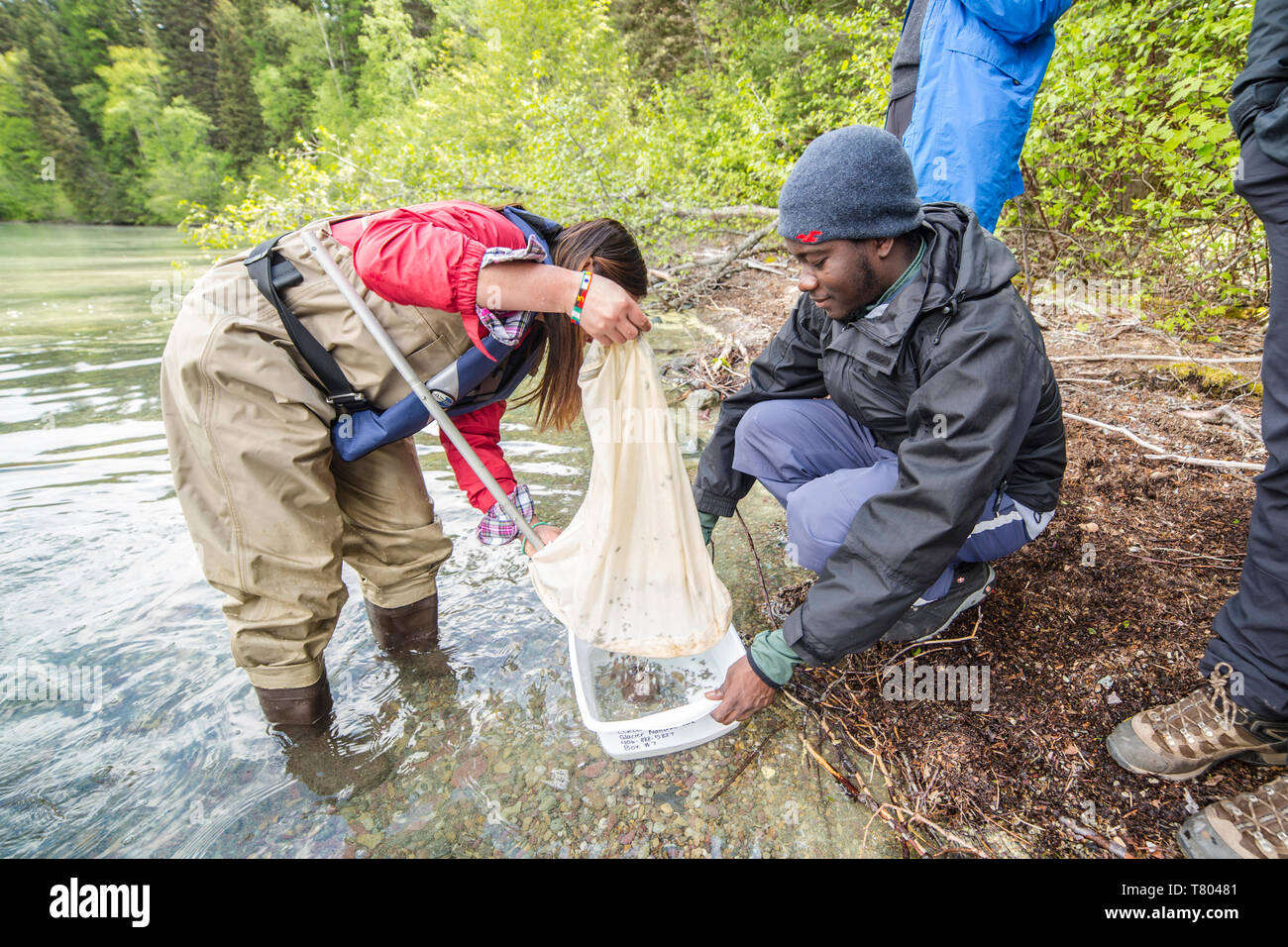 BioBlitz presso il Glacier NP Foto Stock