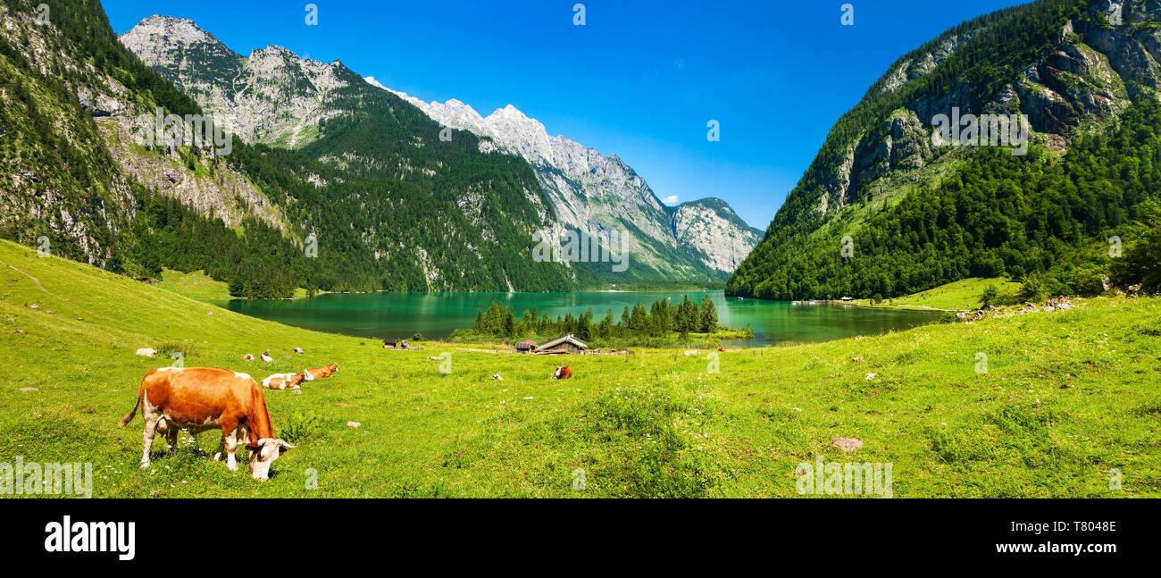 Berglandschaft, idillio bavarese, le mucche pascolano sul prato verde a Konigssee sotto il cielo blu, Berchtesgaden, Baviera, Germania Foto Stock