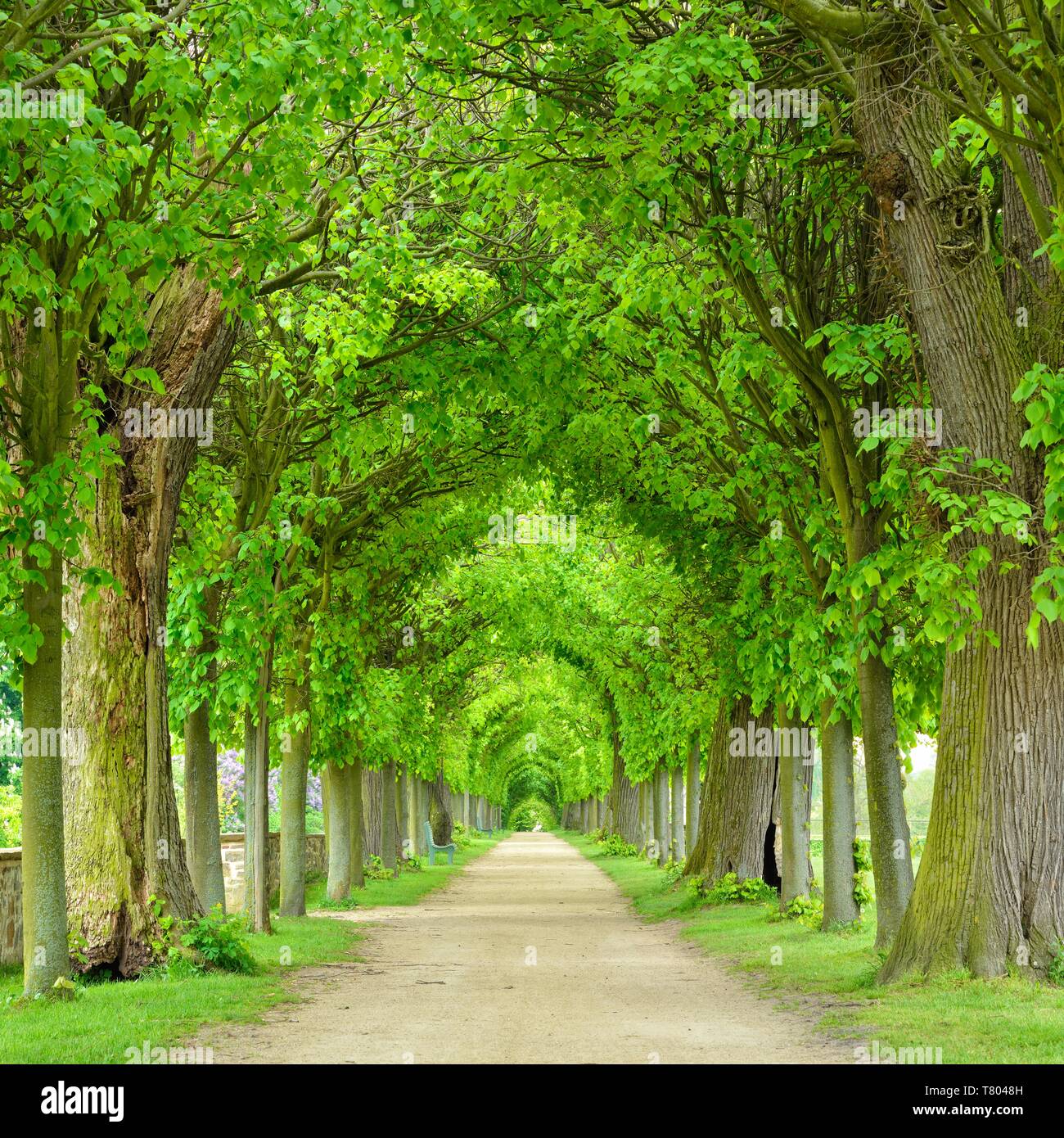 A tunnel lime tree avenue in primavera, freschi Fogliame verde parco del castello Hundisburg, Haldensleben, Sassonia-Anhalt, Germania Foto Stock