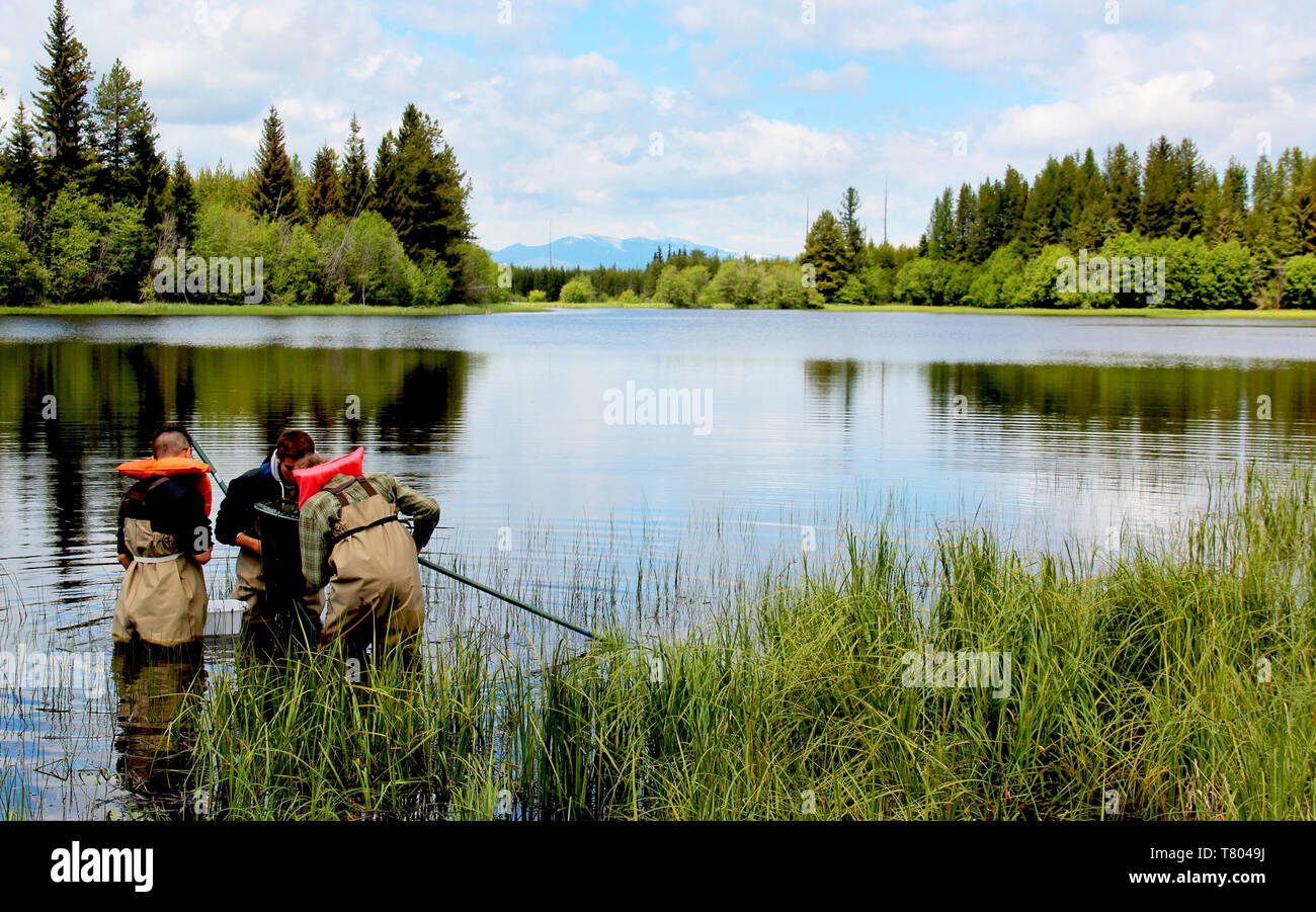 BioBlitz presso il Glacier NP Foto Stock