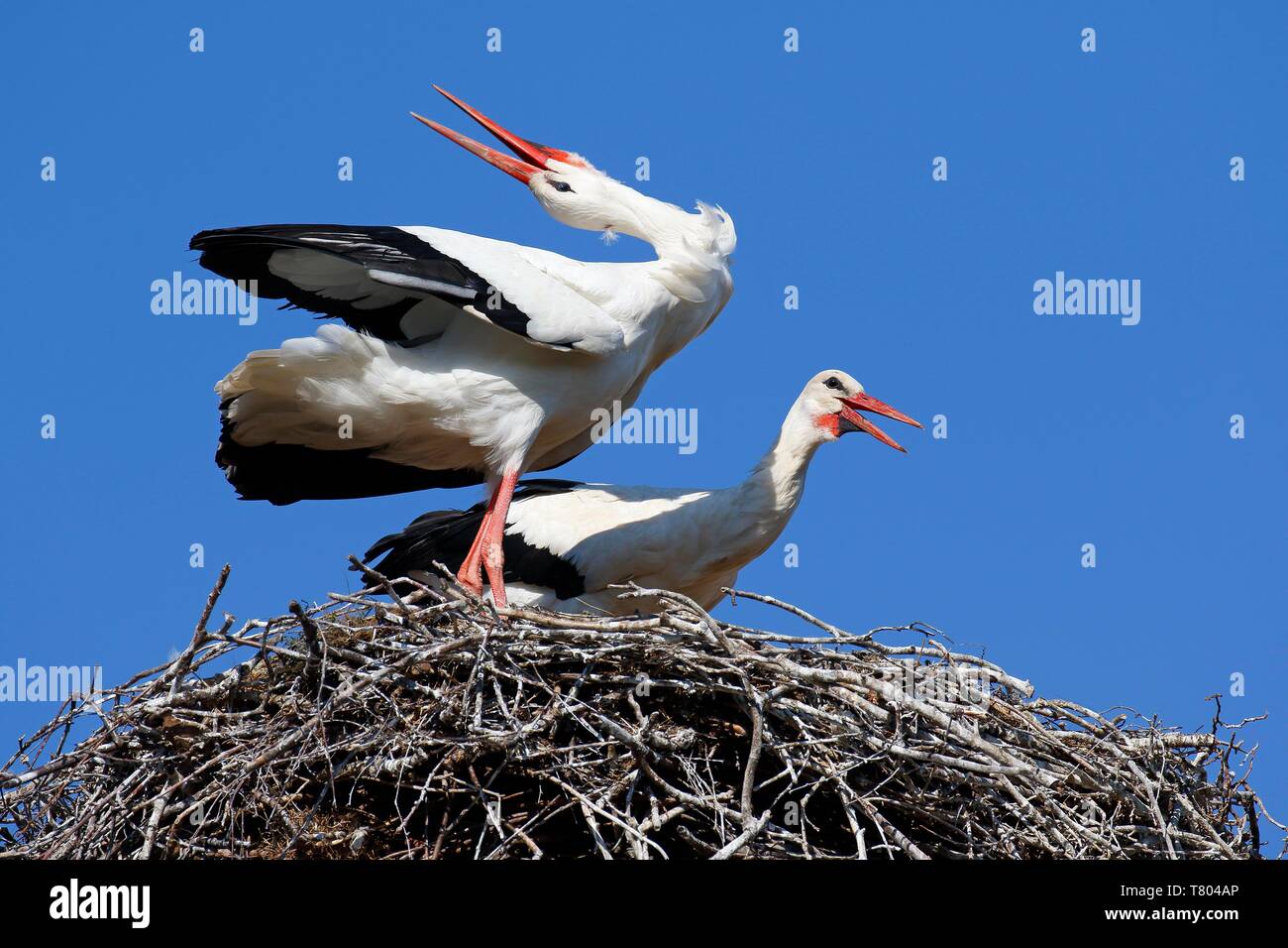 Cicogna bianca (Ciconia ciconia), coppia di allevamento nel nido clatters nel saluto, Stork village Ruhstadt, Brandeburgo, Germania Foto Stock