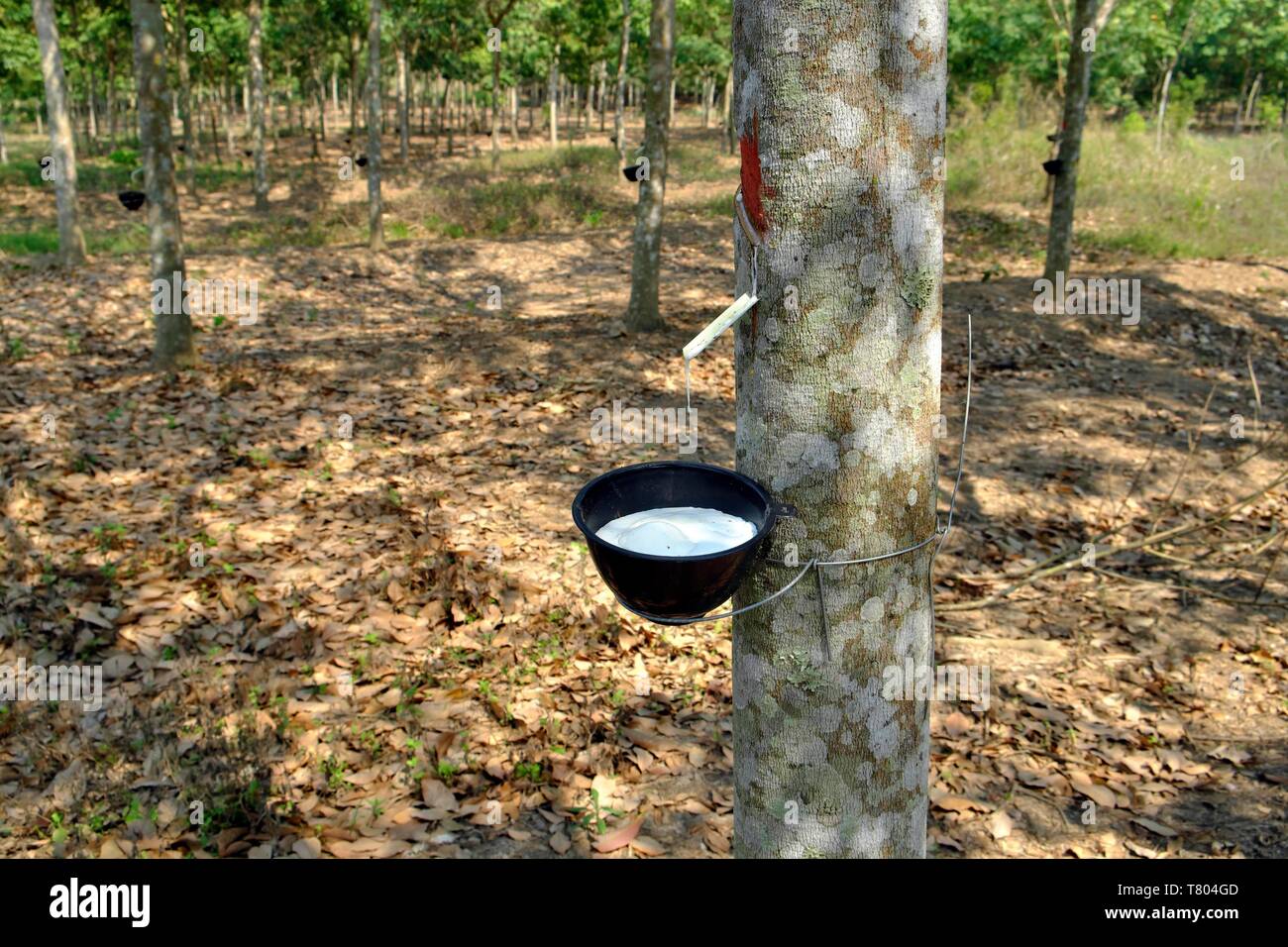 Produzione di gomma, gomma cola in un contenitore, piantagione di gomma tree (Hevea Brasiliensis), Kanchanaburi Thailandia Foto Stock