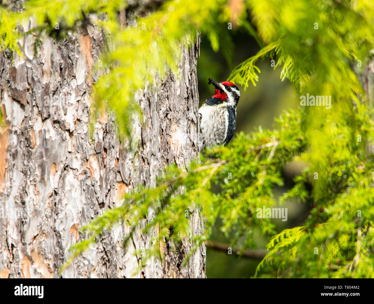 Rosso-naped Sapsucker Foto Stock