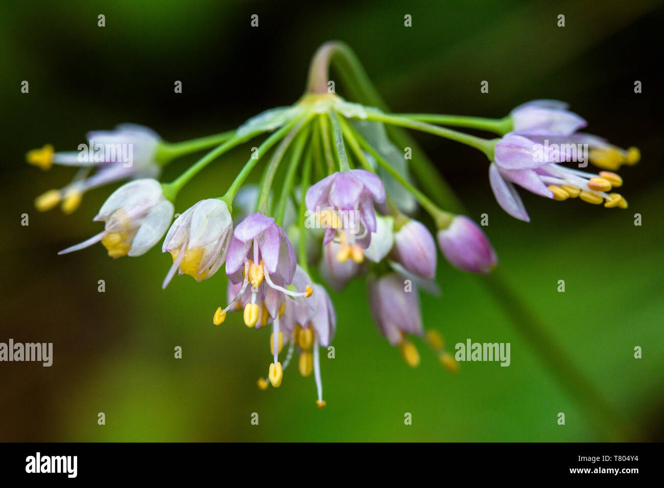 Annuendo Cipolla Foto Stock