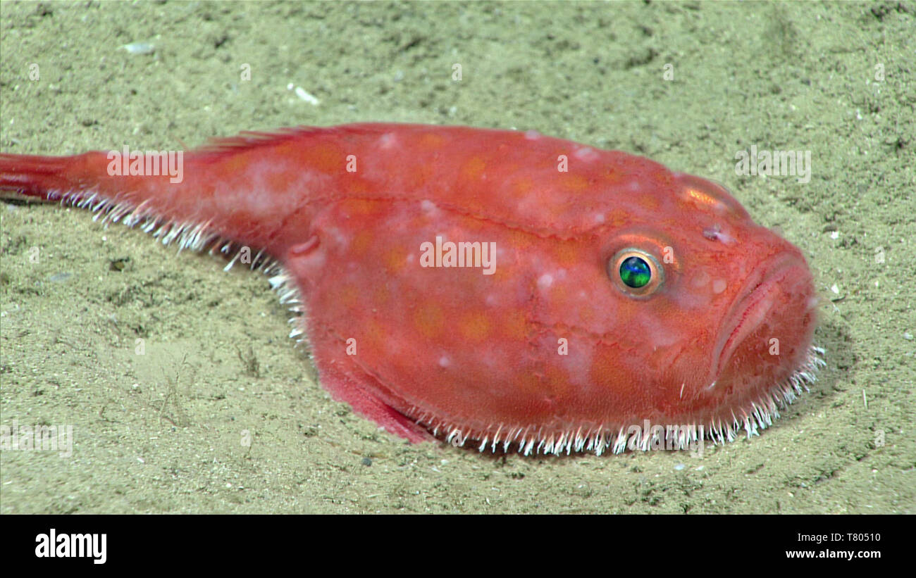 Il rospo di mare Foto Stock