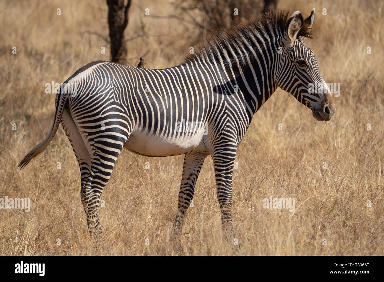 Ritratto di grevy zebra nel samburu kenya Foto Stock