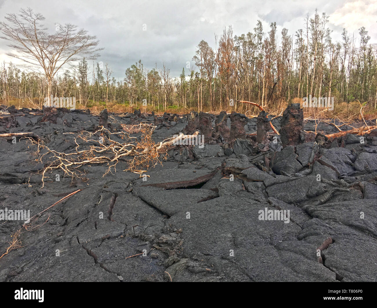 Alberi di lava, Kilauea 2018 Foto Stock