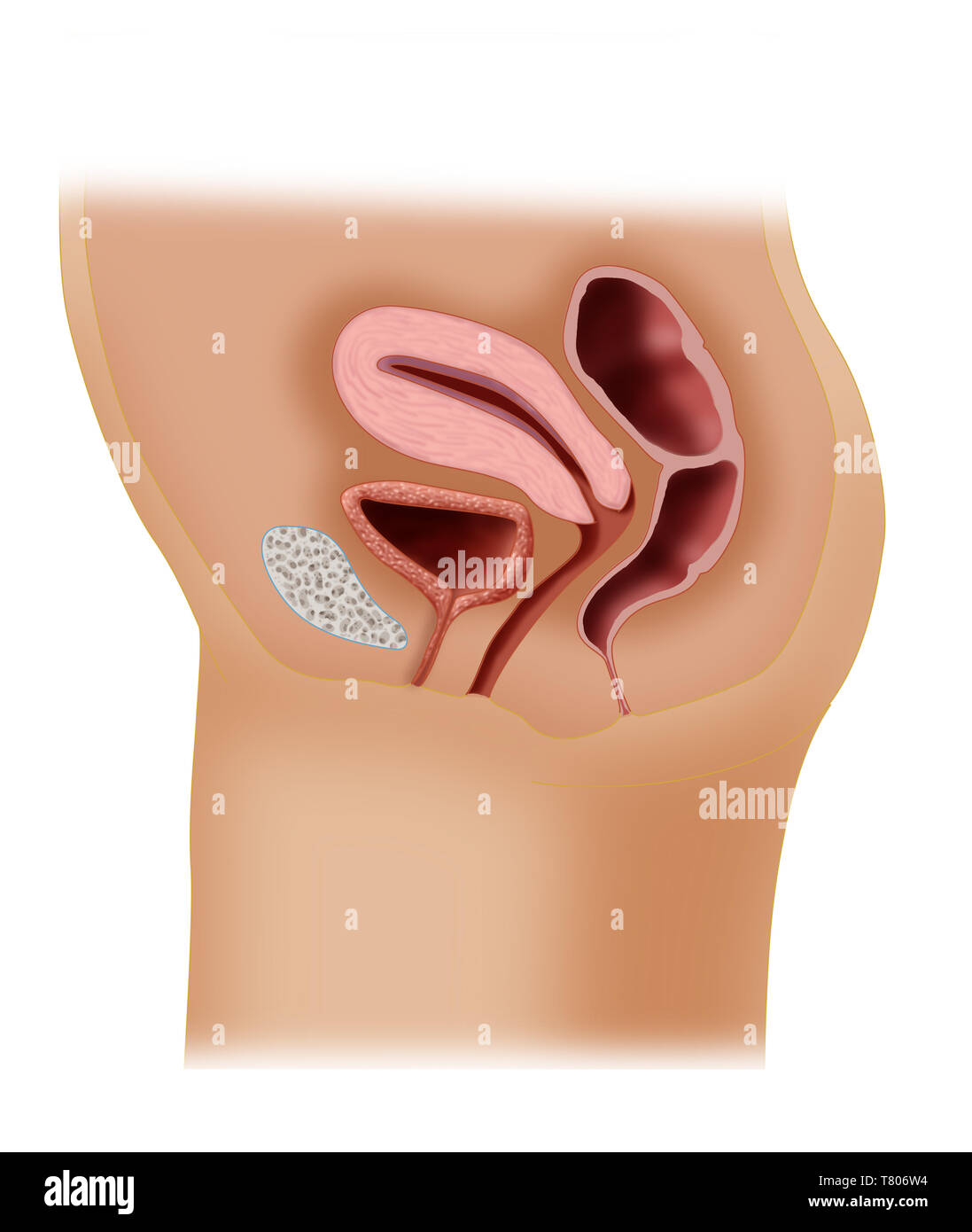 Femmina anatomia riproduttiva, illustrazione Foto Stock