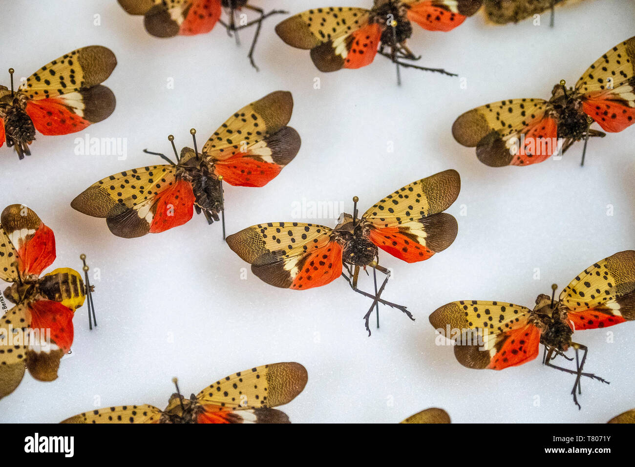 Avvistato Lanternflies Foto Stock