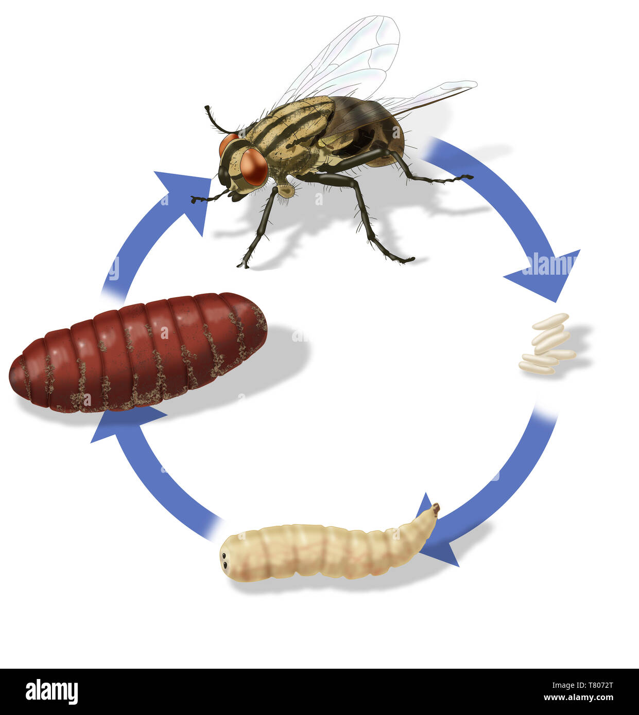 Ciclo di vita di mosca di casa, illustrazione Foto Stock