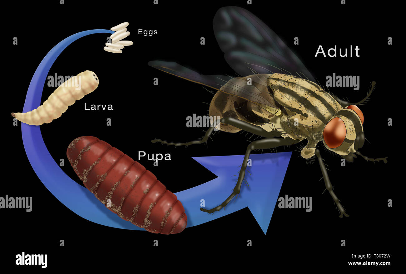 Stadi del ciclo di vita di una mosca di casa, illustrazione Foto Stock