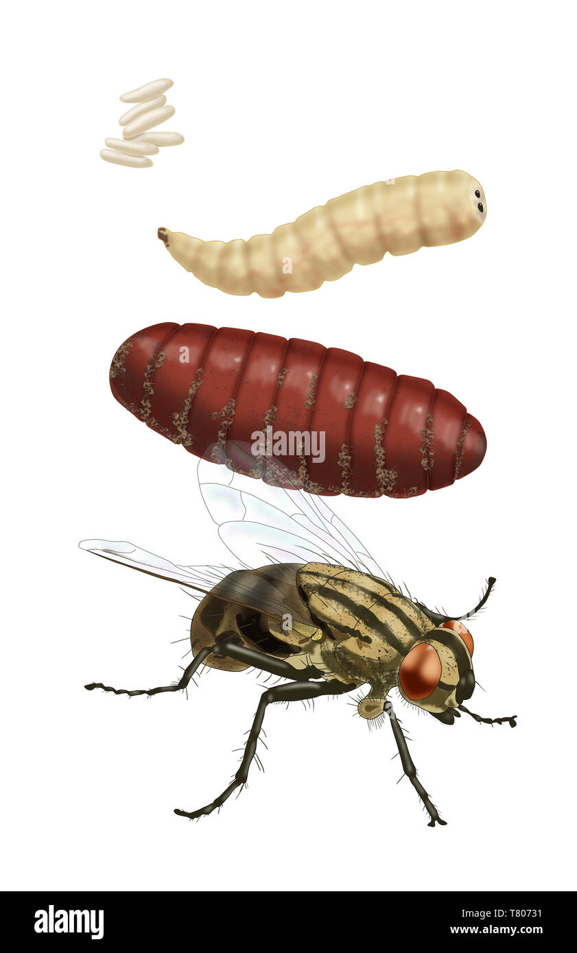 Stadi del ciclo di vita di una mosca di casa, illustrazione Foto Stock