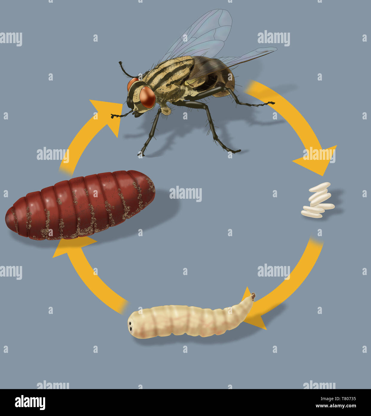 Ciclo di vita di una mosca di casa, illustrazione Foto Stock