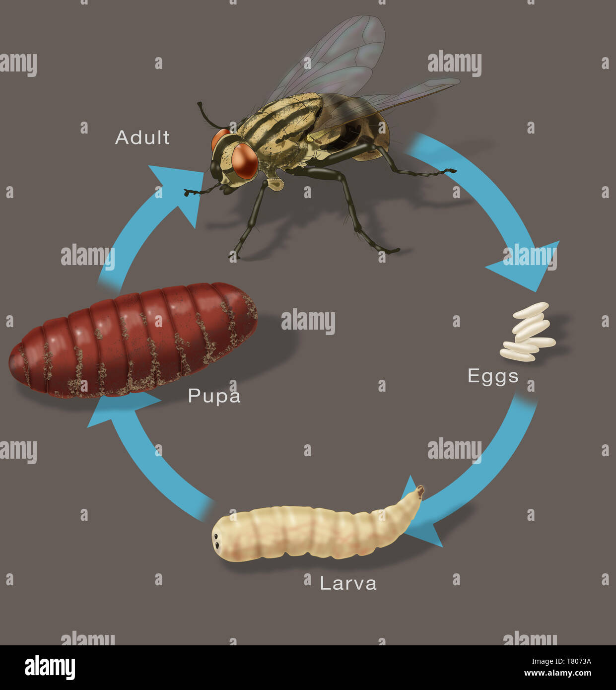 Ciclo di vita di una mosca di casa, illustrazione Foto Stock