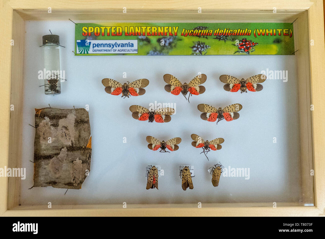 Avvistato Lanternflies Foto Stock
