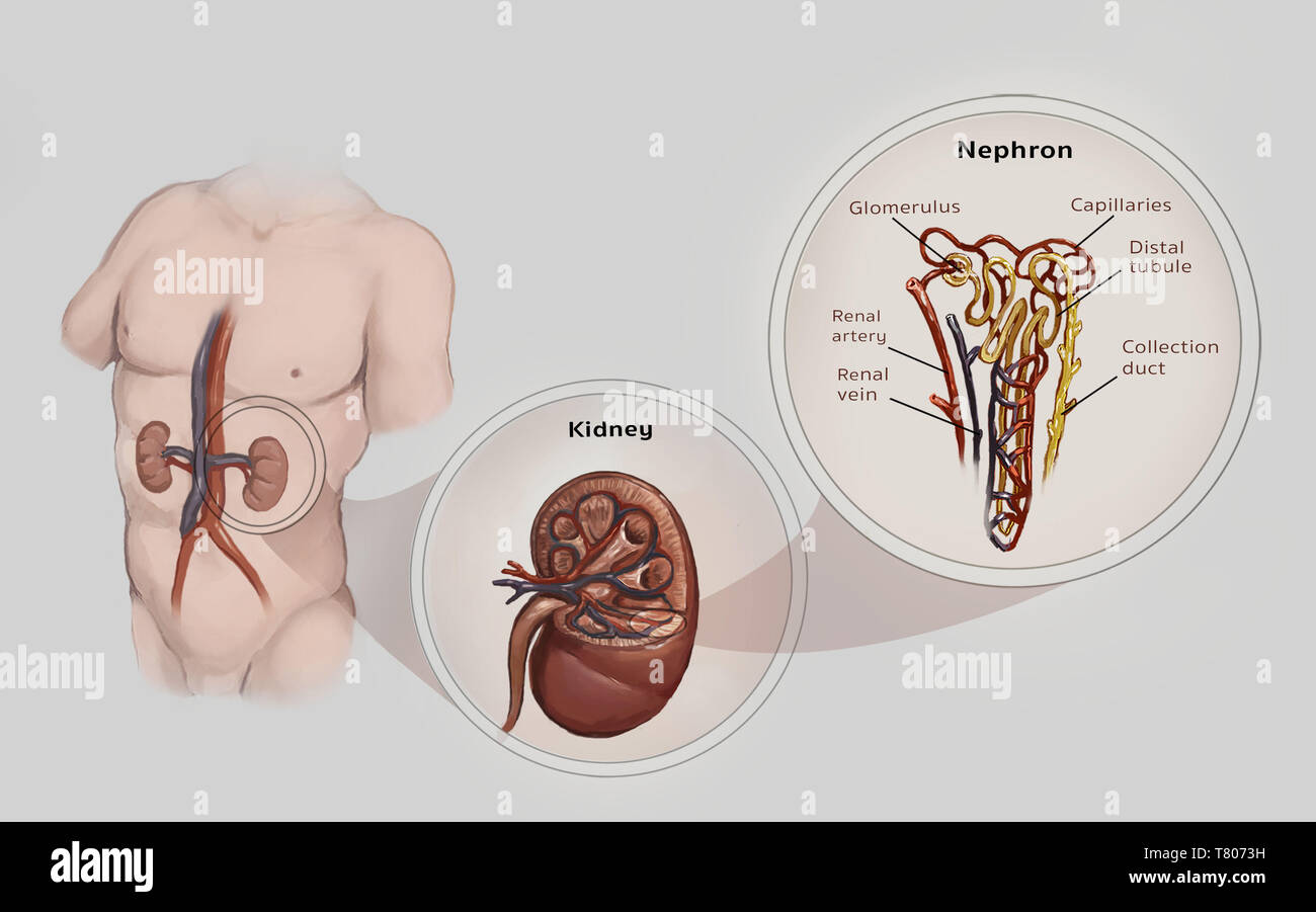 Nephron, rene, illustrazione Foto Stock