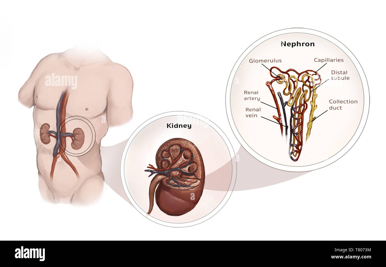 Nephron, rene, illustrazione Foto Stock