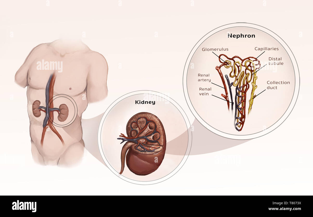 Nephron, rene, illustrazione Foto Stock