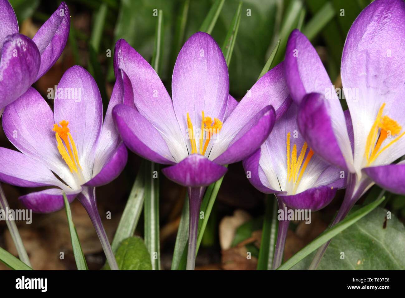 Crocus blu fiori Foto Stock