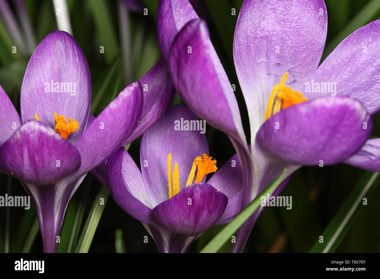 Crocus blu fiori Foto Stock