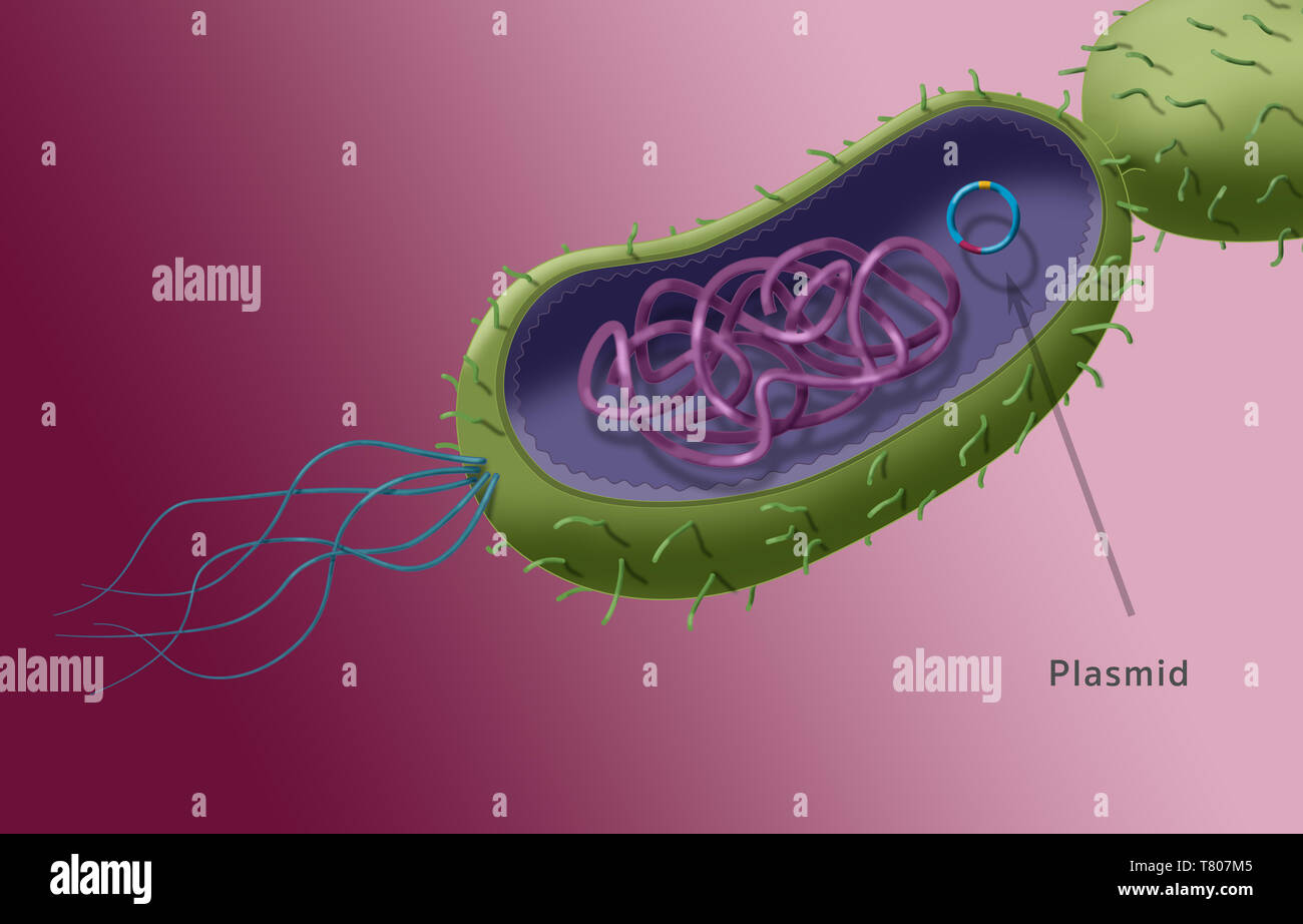 La resistenza agli antibiotici a livello orizzontale e il trasferimento del plasmide, illustrazione Foto Stock