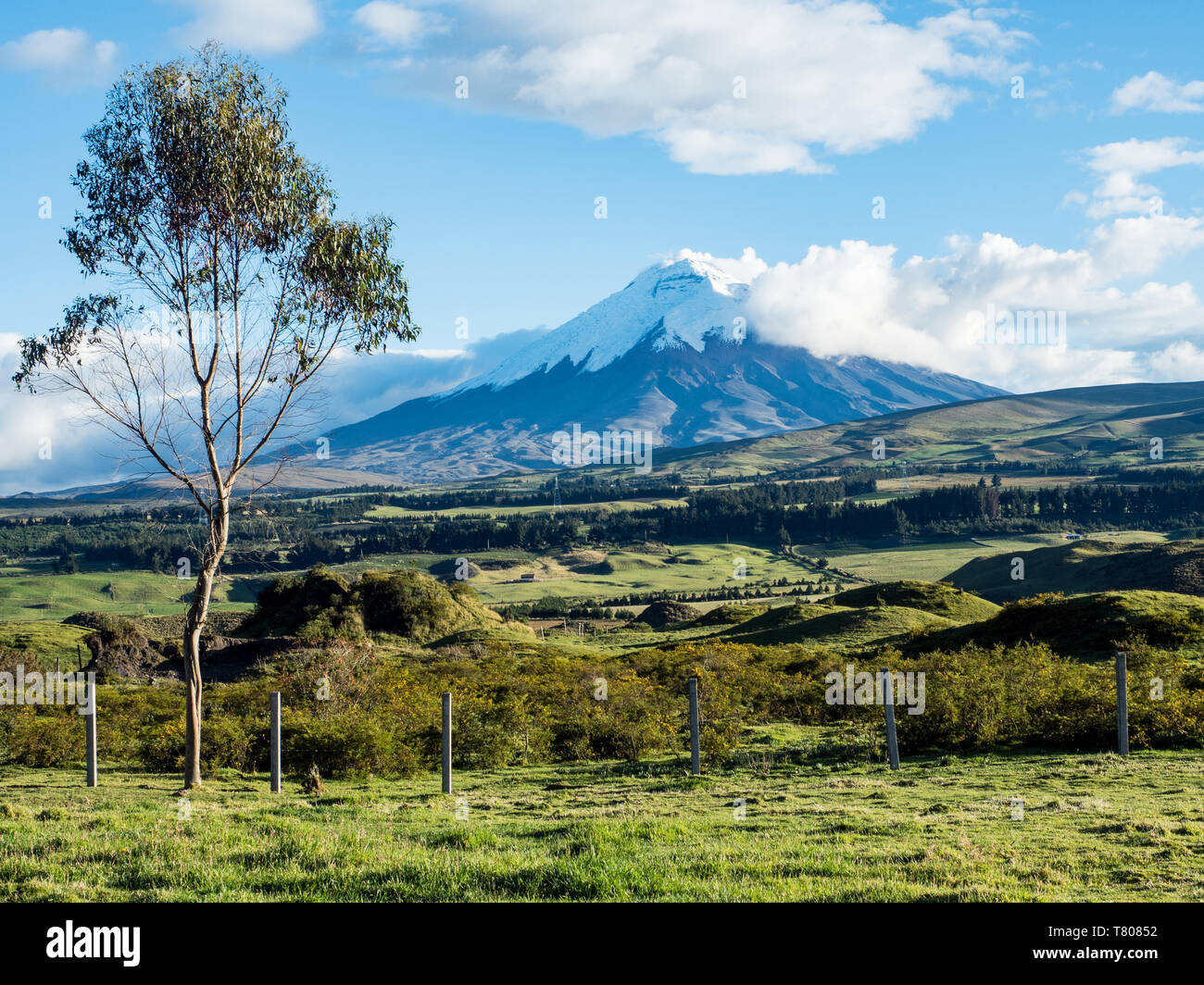 Il verde dei terreni agricoli e il vulcano Cotopaxi, montagne delle Ande, Ecuador, Sud America Foto Stock