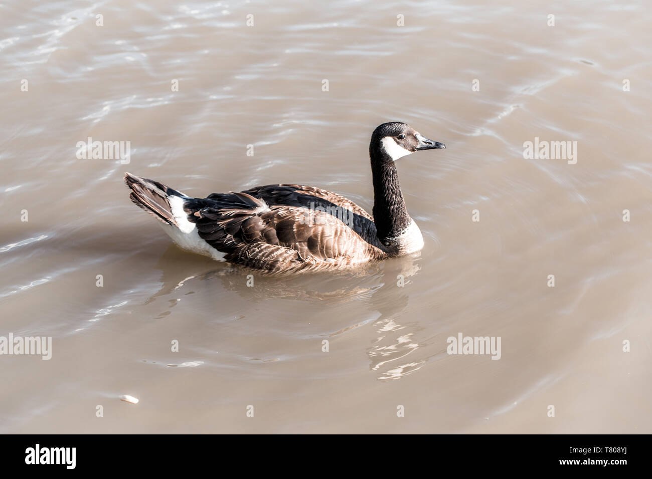 Canada Goose papera galleggiante di nuoto nel lago di stagno a mangiare cibo. La gente di alimentazione animale selvatico uccello con elaborati al forno pane pasto. Foto Stock
