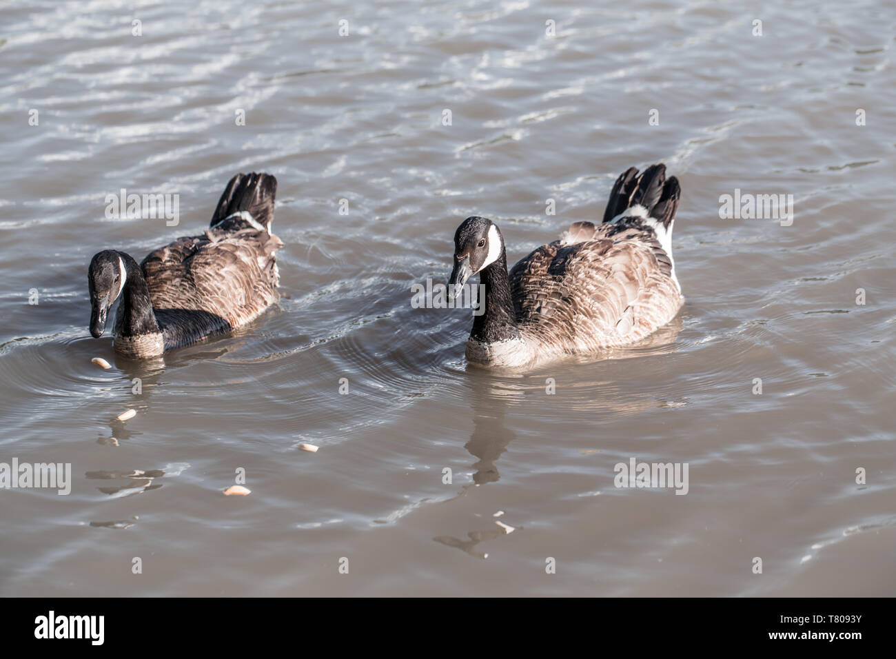 Due Oche del Canada anatre galleggianti di nuoto nel lago di stagno a mangiare cibo. La gente di alimentazione animale selvaggio degli uccelli con elaborati al forno pane pasto. Foto Stock