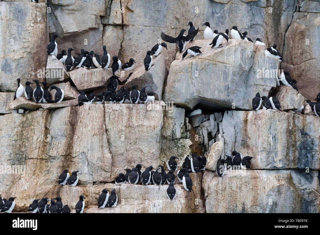 La Bruennich Guillemots (Uria lomvia), Alkefjellet, Spitsbergen, isole Svalbard, Artico, Norvegia, Europa Foto Stock