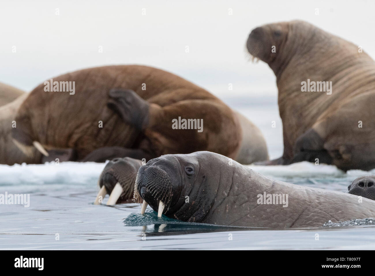 Atlantic trichechi (Odobenus rosmarus), Vibebukta, Austfonna, Nordaustlandet, isole Svalbard, Artico, Norvegia, Europa Foto Stock