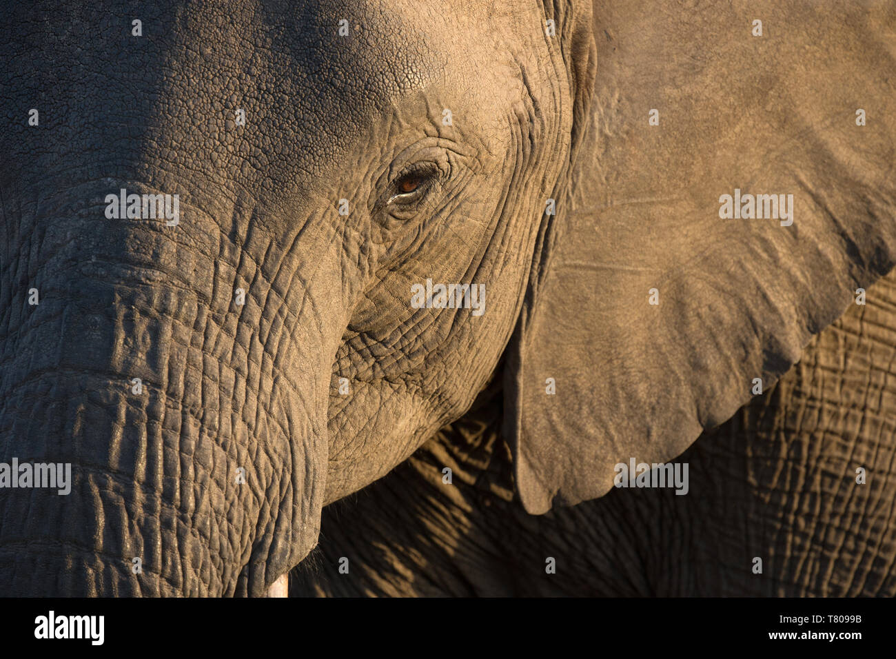 Close-up di baby Elefante africano (Loxodonta africana), il Parco Nazionale Kruger, Sud-Africa, Africa Foto Stock