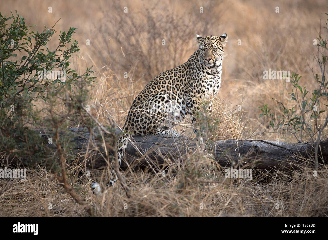 African Leopard (Panthera pardus) nella savana, Parco Nazionale Kruger, Sud-Africa, Africa Foto Stock